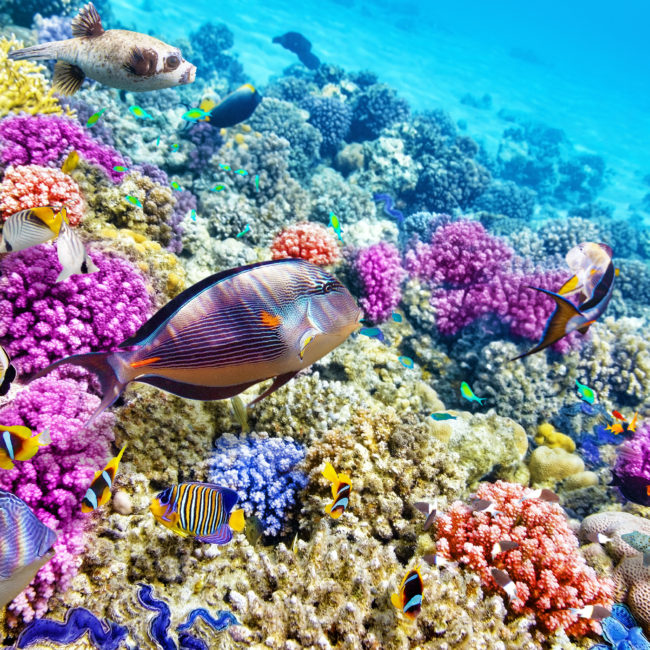 Barrier Reef Palancar & Colombia