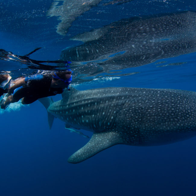 Swim with the whales sharks