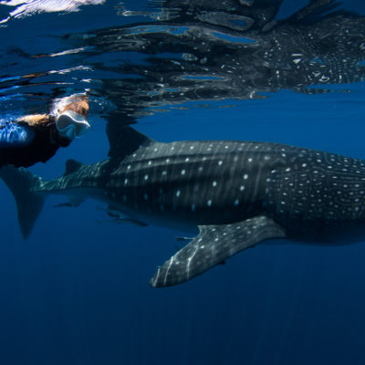 Nadar con tiburones ballenaExcursion  El pez más grande del mundo